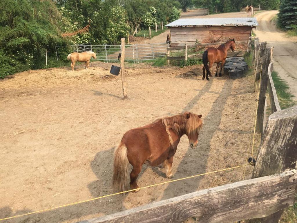 Grosse Wohnung / Haushaelfte In Peetzig Am See آنغرمونده المظهر الخارجي الصورة